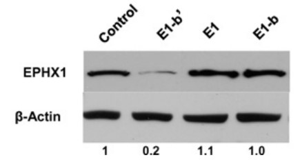 Two micrograms of each of the constructs used in panel A was transfected into 293A cells.jpg